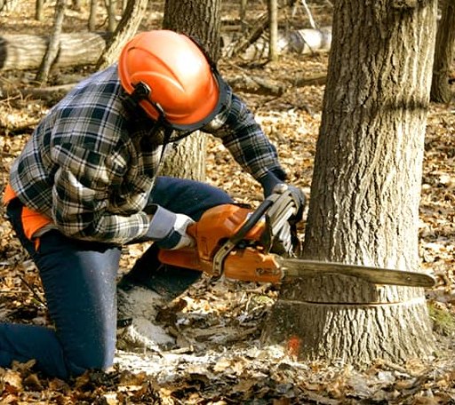 Tree Removal in North Richland Hills, TX